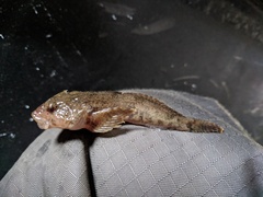 Cottus