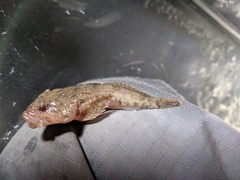Cottus