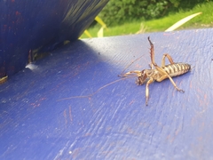 Hemideina crassidens