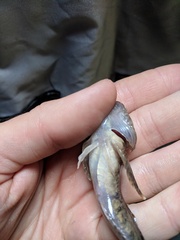 Cottus
