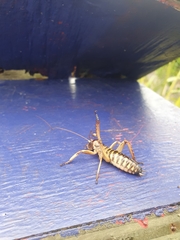 Hemideina crassidens