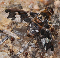 Exoprosopa capucina