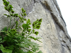 Asplenium ruta-muraria