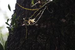Dendrobium officinale