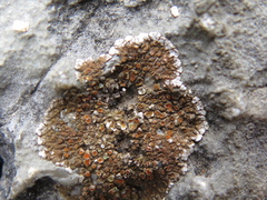 Squamulea galactophylla
