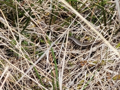 Oligosoma inconspicuum