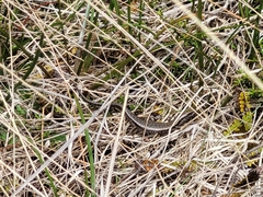 Oligosoma inconspicuum