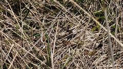 Oligosoma inconspicuum