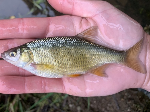Golden shiner (Notemigonus crysoleucas) — Cyprinidae — 2