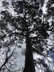 Eucalyptus strzeleckii