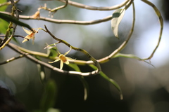 Dendrobium officinale