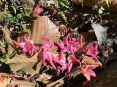 Dipterocarpus obtusifolius
