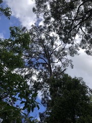 Eucalyptus strzeleckii