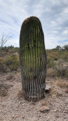 Echinocactus platyacanthus