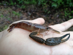 Macrobrachium crenulatum