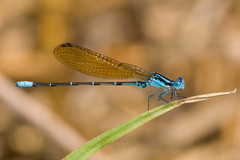 Argia rhoadsi