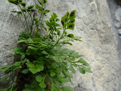Asplenium ruta-muraria