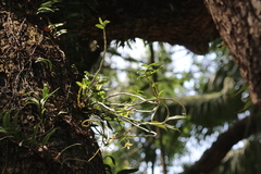 Dendrobium officinale