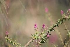 Comesperma ericinum
