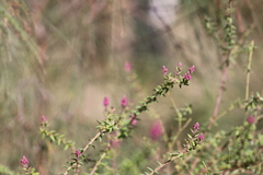 Comesperma ericinum