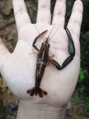 Macrobrachium crenulatum