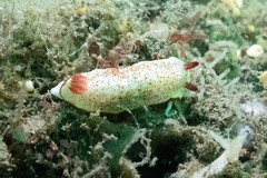 Goniobranchus daphne