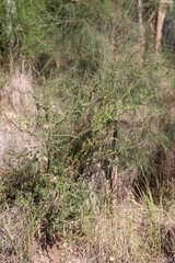 Comesperma ericinum
