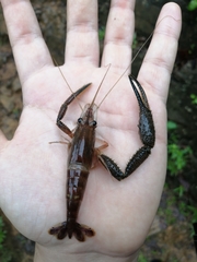 Macrobrachium crenulatum