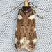 Twirler Moths - Photo (c) Steve Pelikan, some rights reserved (CC BY-NC), uploaded by Steve Pelikan