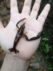 Macrobrachium crenulatum