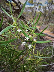 Myoporum platycarpum
