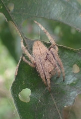 Hortophora