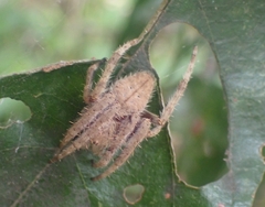 Hortophora