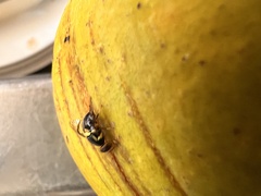 Bactrocera frauenfeldi