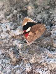 Diaethria bacchis