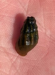 Elimia nassula