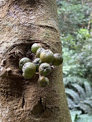 Ficus benguetensis