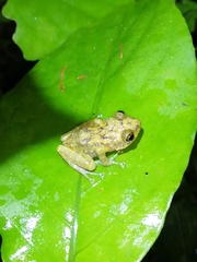 Eleutherodactylus flavescens