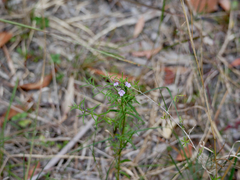 Westringia eremicola
