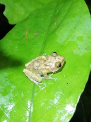 Eleutherodactylus flavescens