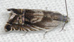 Grapholita eclipsana