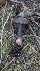 Porphyrellus