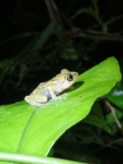 Eleutherodactylus flavescens