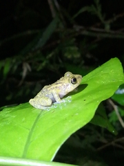 Eleutherodactylus flavescens