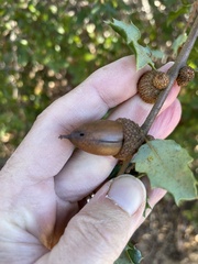 Quercus berberidifolia