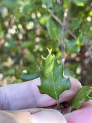 Quercus berberidifolia