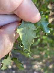 Quercus berberidifolia