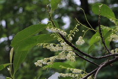 Elaeocarpus glabripetalus