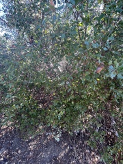 Quercus berberidifolia