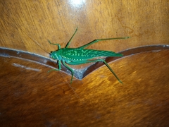 Microcentrum xavieri